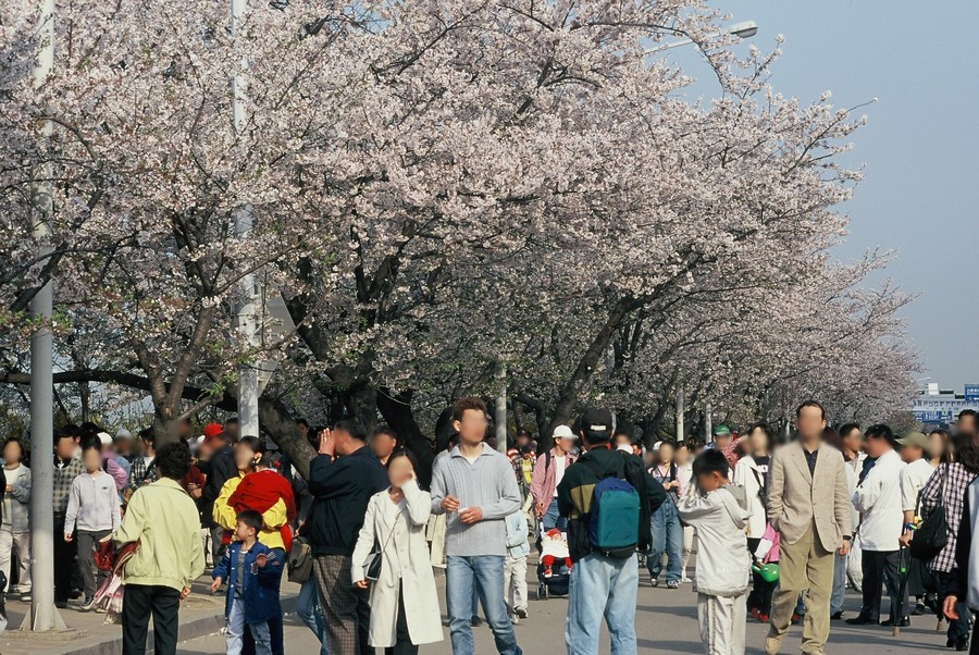 여의도 윤중로 벗꽃축제