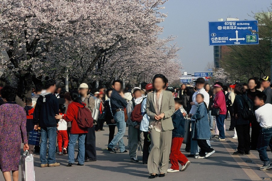 여의도 윤중로 벗꽃축제