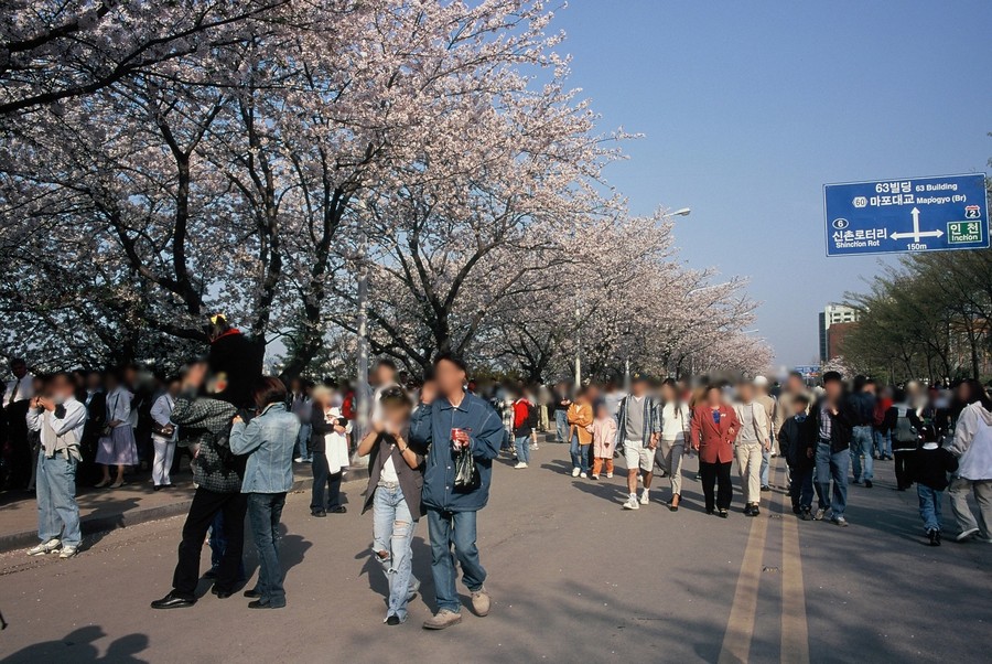 여의도 윤중로 벗꽃축제