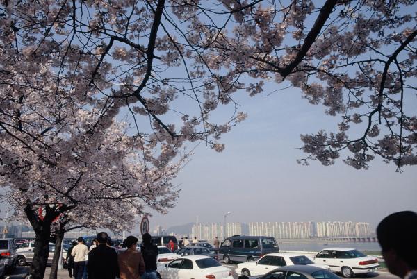 여의도 윤중로 벚꽃축제