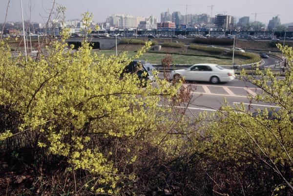 여의도 윤중로 벚꽃축제