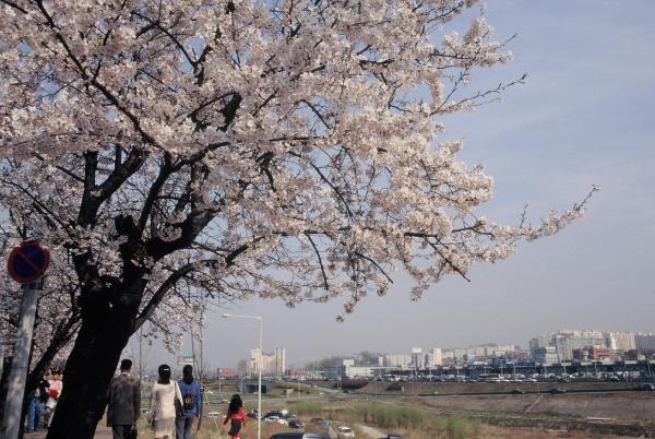 여의도 윤중로 벚꽃축제