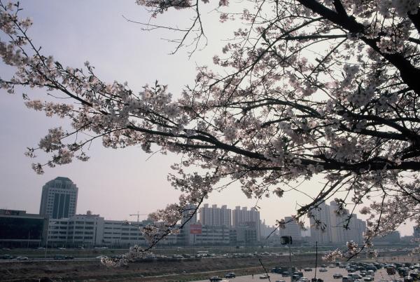 여의도 윤중로 벚꽃축제