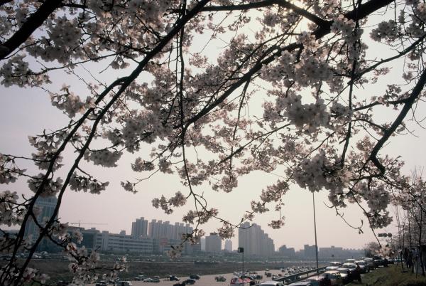 여의도 윤중로 벚꽃축제