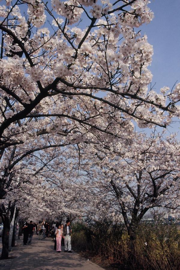 여의도 윤중로 벚꽃축제