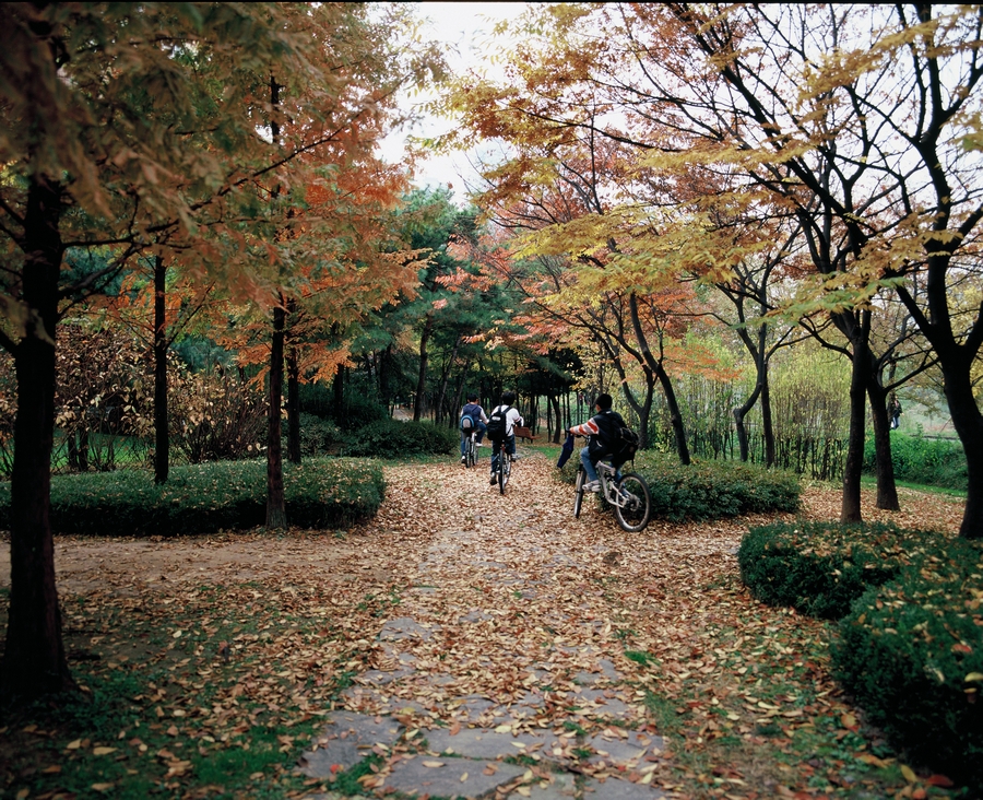 양재천 변 단풍-2