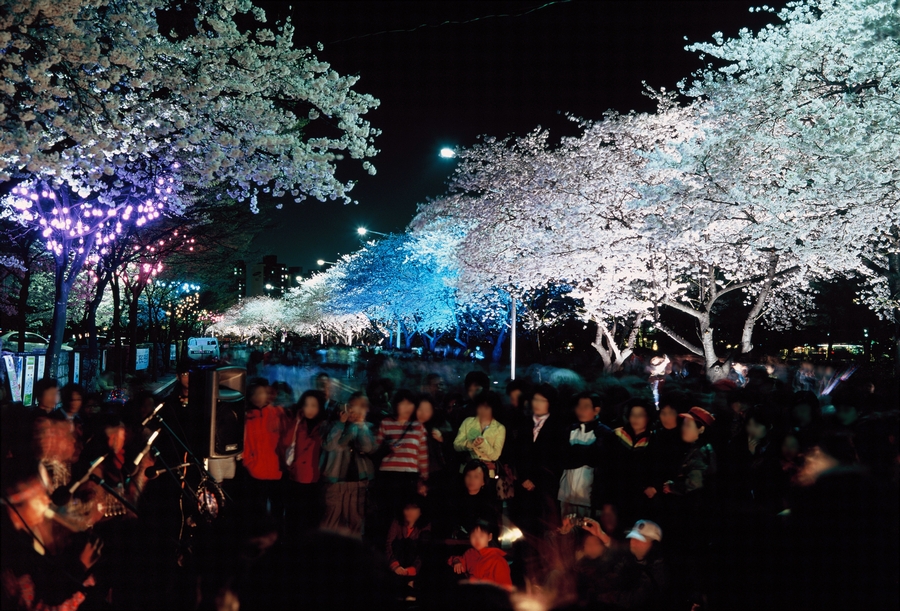 윤중로 벚꽃 축제