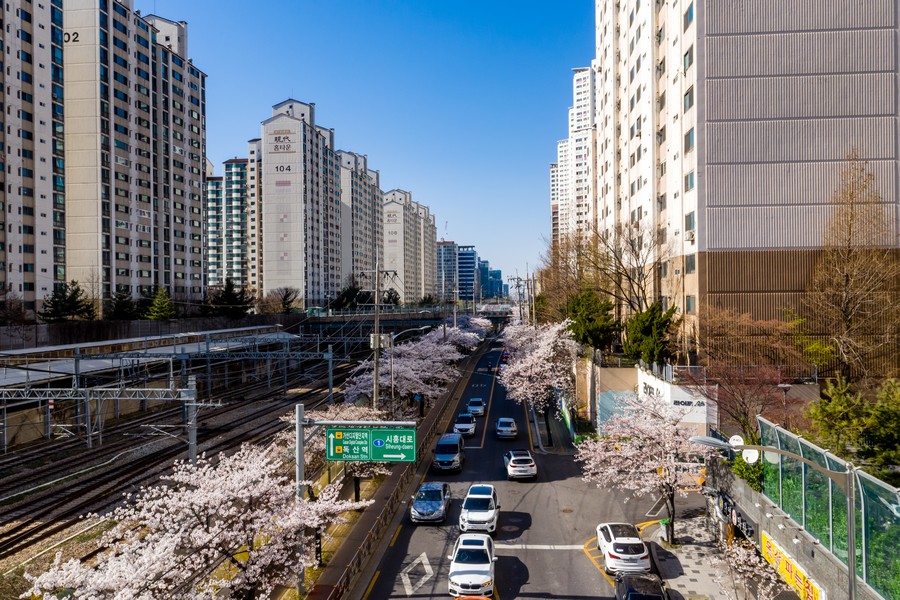 벚꽃로
