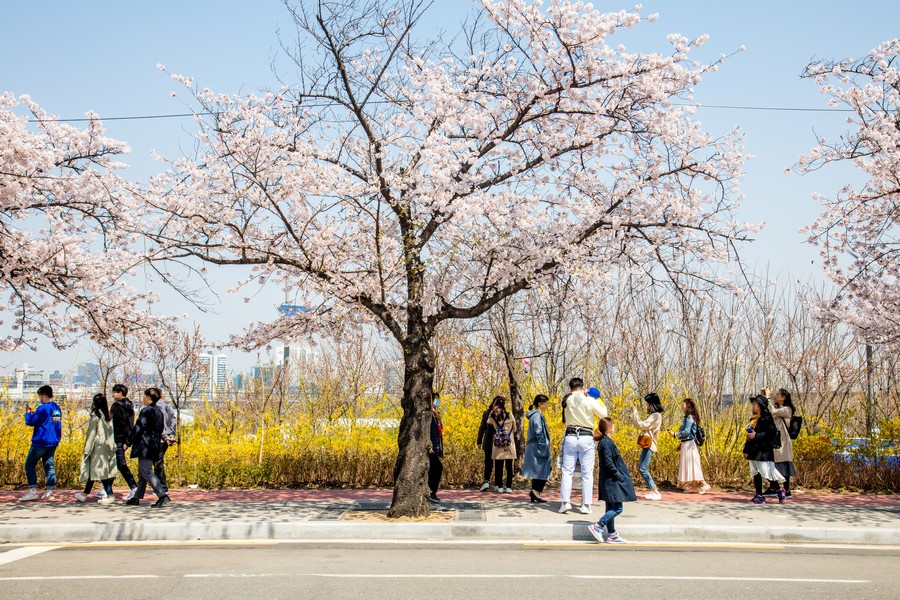 여의도벚꽃